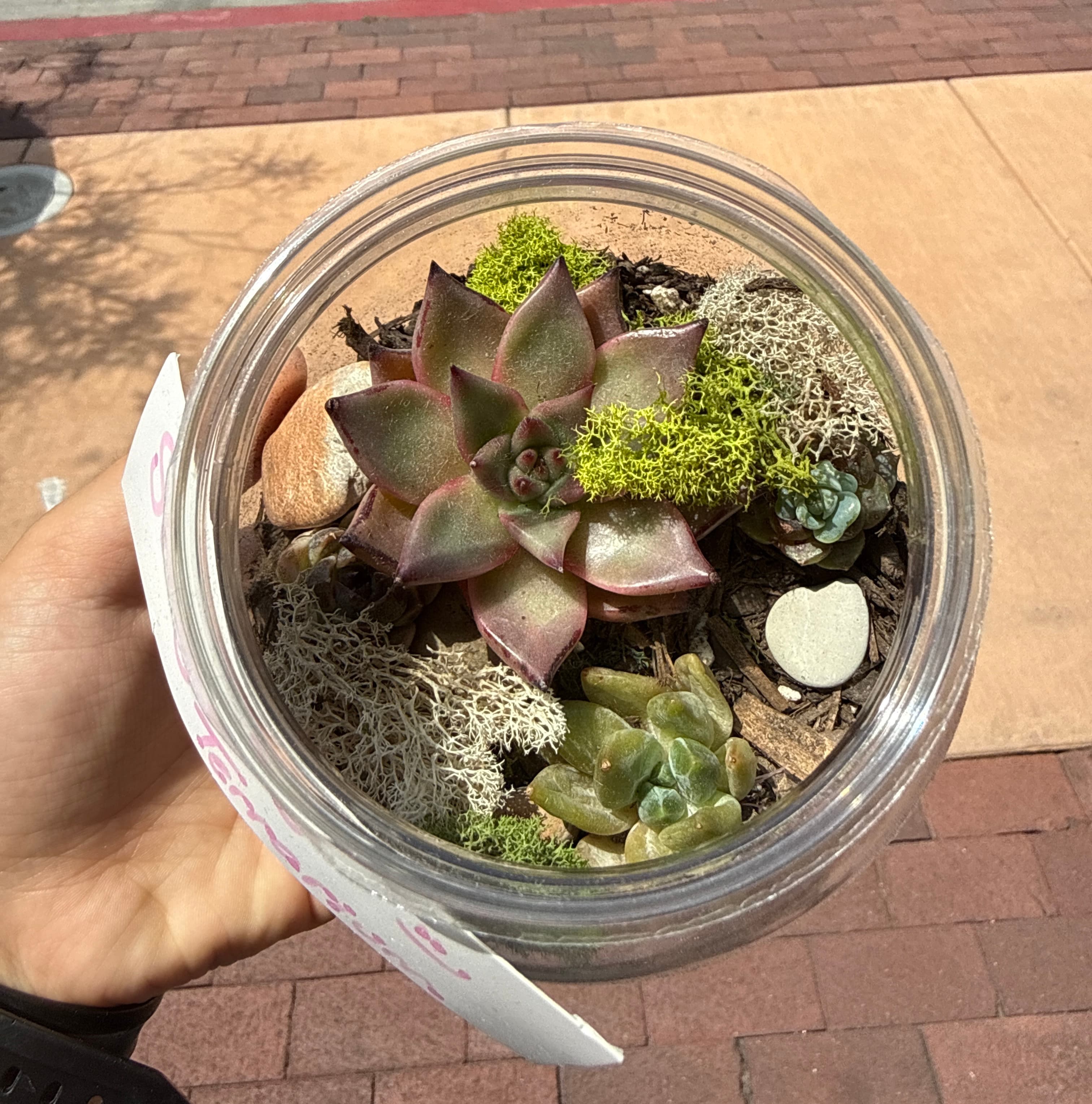 Terrarium Making